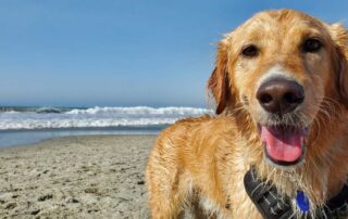 Vacanza con il cane a Marina di Grosseto dove soggiornare - Cane in spiaggia che si diverte: Foto di a href=httpsunsplash.comit@monkeypodutm_source=unsplash&utm_medium=referral&utm_content=creditCopyTextGreg Jenkinsa su a href=ht - Holiday with your dog in Marina di Grosseto: where to stay – Dog having fun on the beach: Photo by Greg Jenkins on Unsplash - Vacances avec son chien à Marina di Grosseto où séjourner - Chien qui s’amuse sur la plage